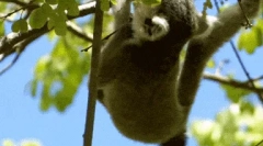 Feline lemur - najbolj eksotična primarna