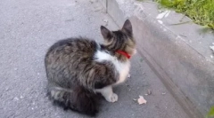 Mačji ovratnik iz in do