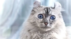 Cat american kerl (photo): prijazen hišni ljubljenček z elegantnimi ušesi