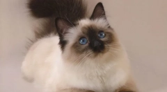 Cat balinsiyskaya (photo): long-haired sorodniki siamov