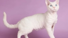 Cat devon-rex (photo): igrivi hišni ljubljenček in pravi prijatelj