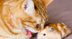 Mačka in hrček v stanovanju, lahko naredijo prijatelje ali mačko, ki bo jedla hrček