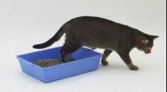 Cat ali cat shits na napačnem mestu: metode poučevanja iz škodljive navade