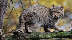 Cat forest caucasian