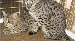 Safari cat: standardi, značaj in značilnosti oskrbe