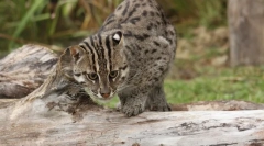 Cat-ribič - master podvodnega lova