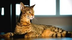 Savannah cat (photo): punning in nežen gepard