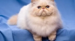 Cats-brakhicephali - spezemesti insemetje in značilnosti