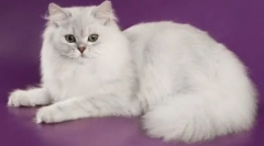 Mačke: opis vseh pasem