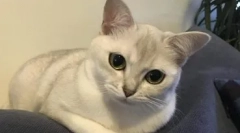 Mačke burmilla pasme - videz, narava in posebnosti