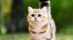 Mačke pasme mcchin (fotografija): očarljivi prijatelji