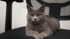 Mačke metis pasme: opis vrst in znakov