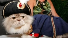 Mačke pasme napoleon