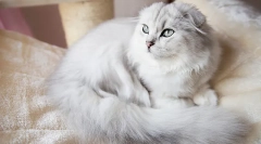 Mačke redke pasme highland fold (long-haired scots)