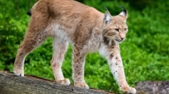 Mačke z dolgimi nogami: milost in milost