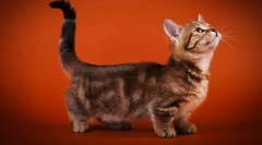 Mačke s kratkimi nogami (pasma)