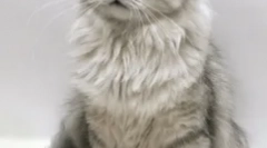 Mačke-skorje, ali ki so puhasti hišni ljubljenčki najbolj slabi