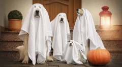 Kostum za psa na halloween to storite sami - ideje na fotografiji