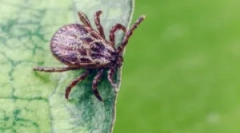 Obleko in druge ukrepe za zaščito pred klopi