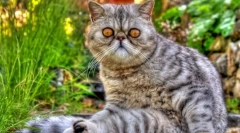 Cat eccot (photo): kata za igrače z debelo volno