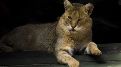 Mačka reed caucasian