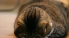 Mačka je bila užaljena: kako najti skupni jezik z njim in sestaviti