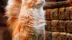 Mačke maine kun (photo): kralji domačih mačk