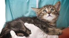 Kožne bolezni v mačkah