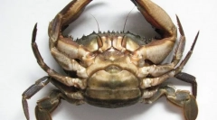 Crab japonščina