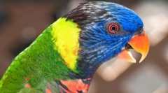 Lepo in pametne papige