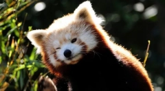 Rdeča panda (photo): miniaturni fiery bear