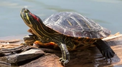 Rdeča ušesna želva