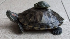 Rdečelaska sladkovodna želva v naravi in doma