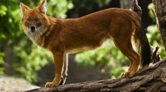 Rdeči volk (fotografija): nevarni plenilca z nenavadnim videzom