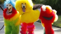 Ustvarjalno negovanje poodle