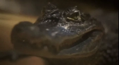 Crocodile: zanimiva dejstva o nevarnem plenilcu
