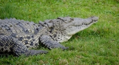 Crocodile ostrogly