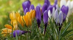 Crocus