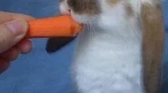 Kunci: glavne pasme in pravila o vsebini