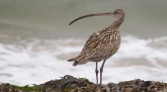 Razpokano finokrvano