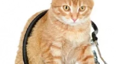 Cirkulacijski sistem