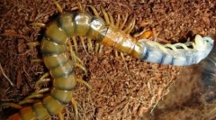 Velike žuželke planete (6 fotografij)