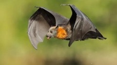 Krylanovy. Družina sesalcev