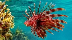 Lionland ali zebra ribe