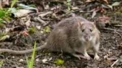 Podgane na koči in vrtni ploskvi