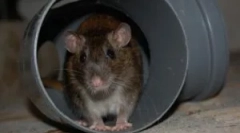 Podgane v kleti stanovanjske stavbe