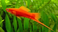 Xifhophorus hellerii (xifhophorus hellerii)