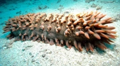 Kdo pomorske živali iz strahu izgubi črevesje?