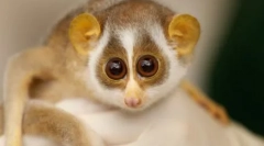 Kdo je lepo od vsega na svetu: najbolj prijazen in dotik divjih živali