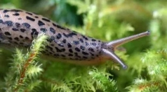 Kdo je v luči vseh zob: top 10 živali, ki imajo veliko zob